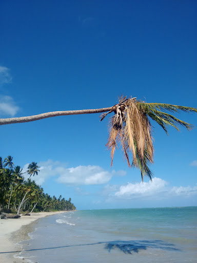 Melhores Hotéis que Aceitam Pets em Barra do Camaragibe, Alagoas 2025