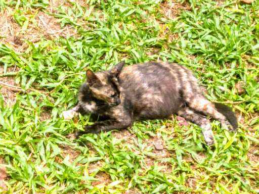 Melhores Hotéis que Aceitam Pets em Canoas, Rio Grande do Sul 2025