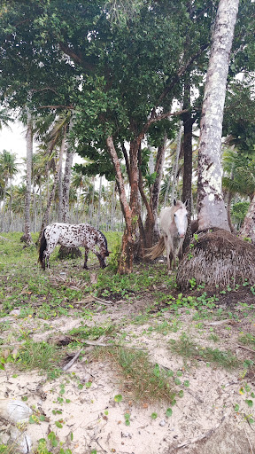 Melhores Hotéis que Aceitam Pets em Morere, Bahia 2025