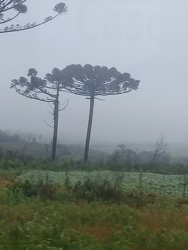 Melhores Hotéis que Aceitam Pets em Araucária, Paraná 2025