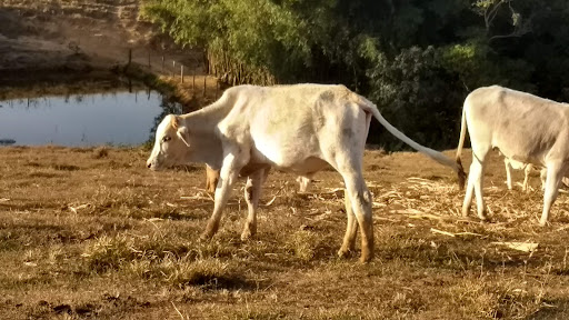 Melhores Hotéis que Aceitam Pets em Alambari, São Paulo 2025