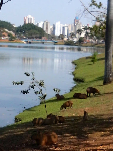 Melhores Hotéis que Aceitam Pets em São José do Rio Preto, São Paulo 2025