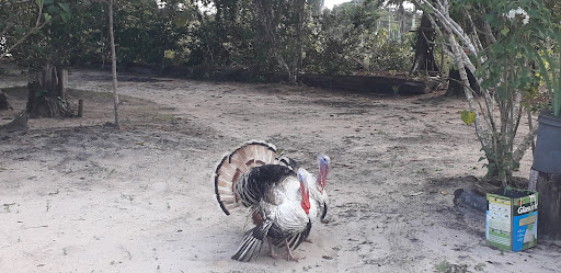 Melhores Hotéis que Aceitam Pets em Manacapuru, Amazonas 2025