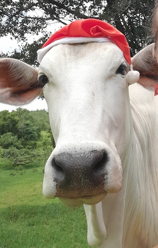 Melhores Hotéis que Aceitam Pets em São José dos Salgados, Minas Gerais 2025